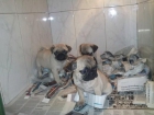 CACHORRITOS DE CARLINO, MACHOS Y HEMBRAS - mejor precio | unprecio.es