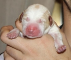 Cachorritos de Pointer - mejor precio | unprecio.es