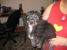 CACHORRO DE CANICHE ECONOMICO - mejor precio | unprecio.es