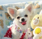 Chihuahua cachorros 100 - mejor precio | unprecio.es