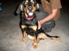 cocker en adopción - mejor precio | unprecio.es