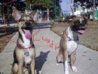 MI PASTORSITA BUSCA NOVIOOOOOOOOOOOO =) URGENTE =) - mejor precio | unprecio.es