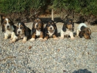 preciosos cachorros de Basset Hound - mejor precio | unprecio.es