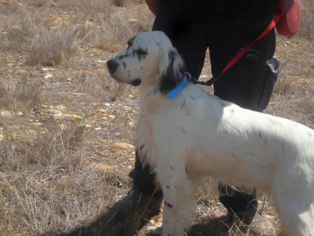 SETTER INGLES DE 13 MESES