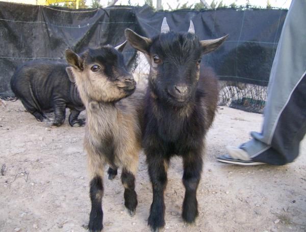 Vendo dos cabras enanas