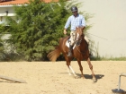 Viendo Caballo Padre 100% árabe con 3 años y medio - mejor precio | unprecio.es