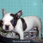 Bulldog Francés - mejor precio | unprecio.es