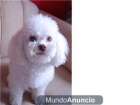 Cachorritos de caniche enanos y tois blanco y rojo - mejor precio | unprecio.es