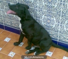 cachorro cruce de labrador adopción urgente - mejor precio | unprecio.es