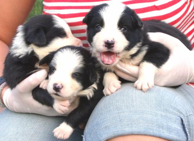 CACHORROS DE BORDER COLLIE