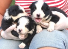 CACHORROS DE BORDER COLLIE - mejor precio | unprecio.es