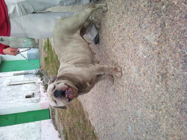 camada bulldog americano madre eeuu