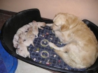 GOLDEN RETRIEVER - mejor precio | unprecio.es