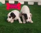 Oferta Navideña, cachorros de Jack rassell - mejor precio | unprecio.es