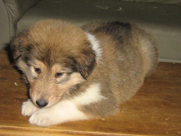oferta rough collie