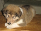 oferta rough collie - mejor precio | unprecio.es