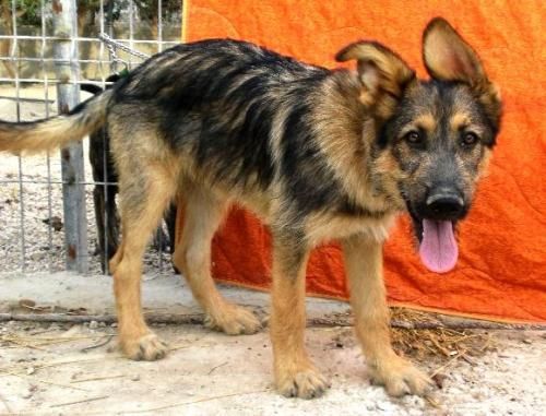 SAM, CACHORRON DE PASTOR ALEMAN EN ADOPCION