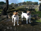 Se vende camada de Jack Russell-excelente pedigree - mejor precio | unprecio.es