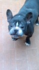 Vendo bulldog frances - mejor precio | unprecio.es