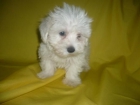 BICHON MALTES ¿ por que no te acercas y los ves ? - mejor precio | unprecio.es