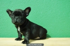 bulldog frances, excelentisima calidad - mejor precio | unprecio.es