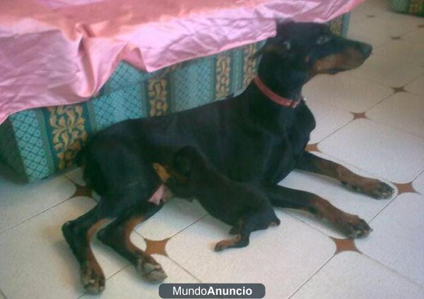 CACHORRITA DOBERMAN NEGRA/FUEGO