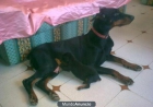 CACHORRITA DOBERMAN NEGRA/FUEGO - mejor precio | unprecio.es