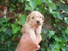 cachorros de caniche miniatura y enano - mejor precio | unprecio.es