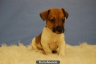 Cachorros de Jack russel de dos meses de edad, primera calidad - mejor precio | unprecio.es