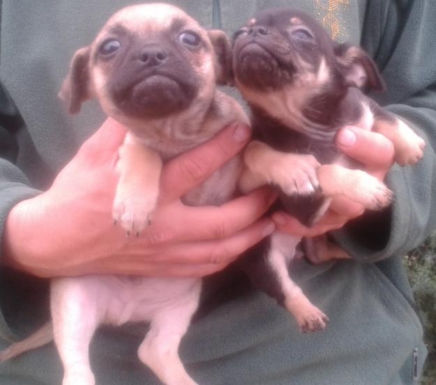 Chihuahua