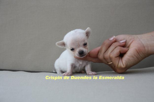 Chihuahuas Duendes la Esmeralda.