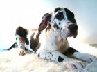 DOGO ALEMAN , MACHITO DISPONIBLE , BUENA CALIDAD EXCELENTE PIGMETACION ARLEQUIN - mejor precio | unprecio.es