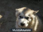 Excelente camada Alaskan Malamute - mejor precio | unprecio.es