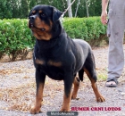EXCELENTE CAMADA DE ROTTWEILERS!!! - mejor precio | unprecio.es