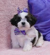 Hembra  imperial cachorro shih tzu