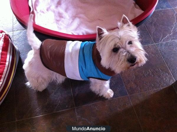 Paco precioso westy un caso especial