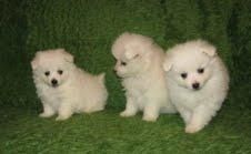 POMERANIA   STANDAR   370  c/u