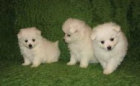 POMERANIA STANDAR 370 c/u - mejor precio | unprecio.es