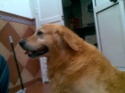 SE OFRECE GOLDEN RETRIEVER PARA MONTA - mejor precio | unprecio.es