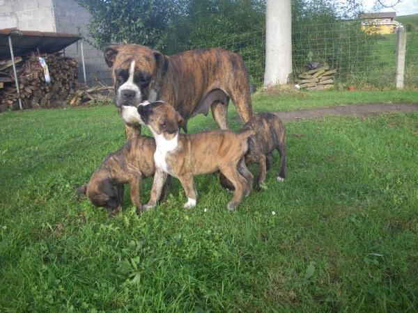 boxer atigrados machos con pedigrí