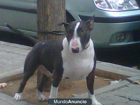 Bull Terrier. Ofrezco para pontas.