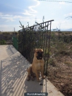 BUSCO HEMBRA BULL-MASTIFF - mejor precio | unprecio.es