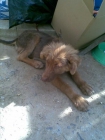 CACHORRA EN LA CARRETERA BUSCA FAMILIA - mejor precio | unprecio.es
