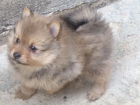 Cambio cachorro de Pomerania - mejor precio | unprecio.es