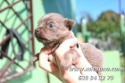 CHIHUAHUAS DE CALIDAD, AFIJO CAMBANUS, ENVIAMOS CONTRAREEMBOLSO PARA TU TOTAL SEGURIDAD - mejor precio | unprecio.es