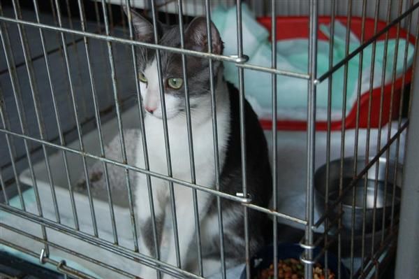 GREY: gato abandonado en la protectora de Málaga