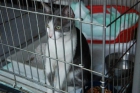 GREY: gato abandonado en la protectora de Málaga - mejor precio | unprecio.es
