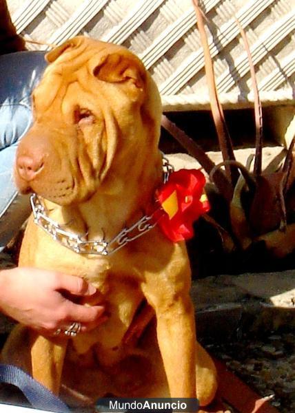 SE BUSCA PERRO SHAR PEI MINI PARA MONTAS!