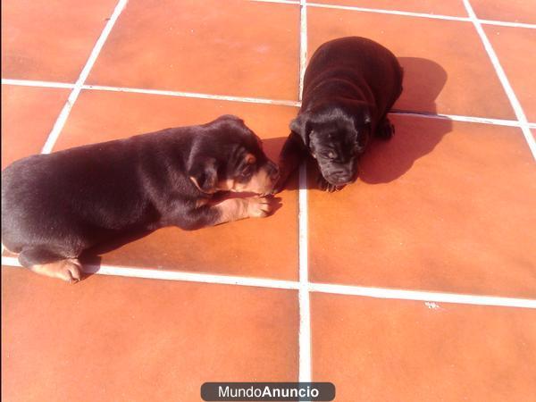 Se regalan cachorritos \'\'raters\'\'