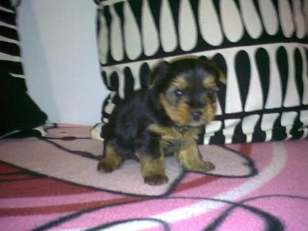 SE VENDEN YORKSHIRE BARCELONA PRECIO ECONOMICO